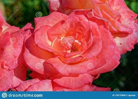 Macro Of Flower Head Of Pink Blooming Rose Stock Photo Image Of