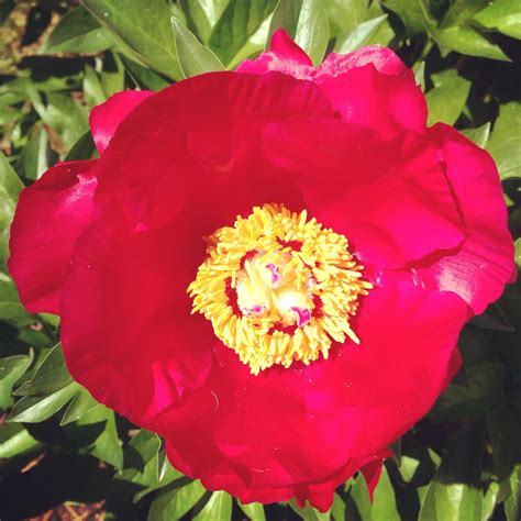 Red Peony In Full Open Bloom Red Peonies Peony Bloom Rose Garden