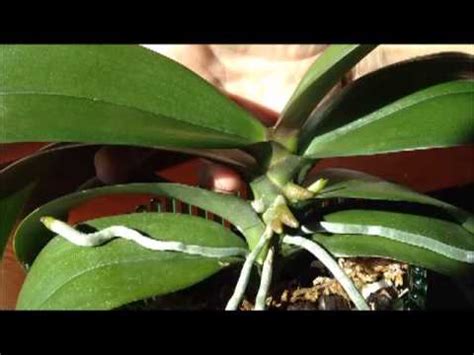 Fast grower, easy to bloom, excellent for orchid beginners (and everyone else!). Identifying a Bloom Spike on a Phalaenopsis Orchid - From ...