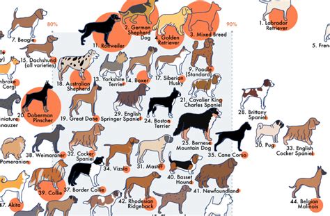 This Infographic Visualizes Dog Breeds Ranked By Temperament The