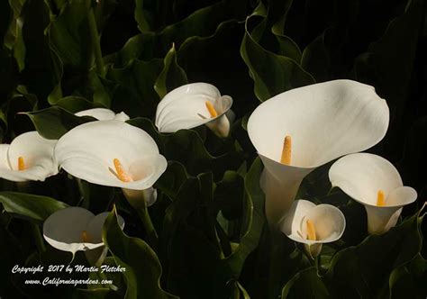 Zantedeschia Aethiopica Calla Lily California Gardens