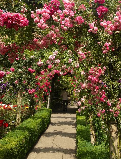 rose garden in butchart gardens victoria