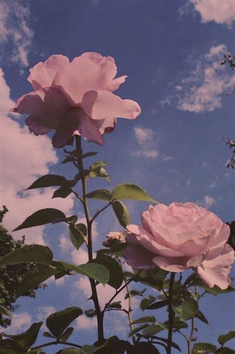 Aesthetic Sky Flowers Nature Background Rose Photography