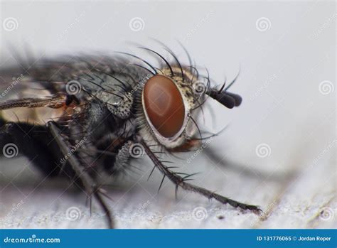 Macro Close Up Detail Shot Of A Common House Fly With Big Red Eyes