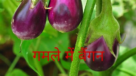 Mature plants appear green irrigation the field as per the need of crop. #eggplant #Brinjal #Brinjalinpots Egg plant {Brinjal ...