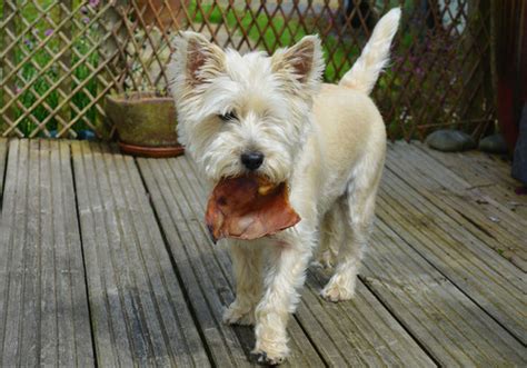 Cairn Terrier Dog Breed Characteristic Daily And Care Facts