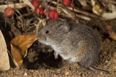 Meadow Vole Field Mice Control Plunketts Pest Control