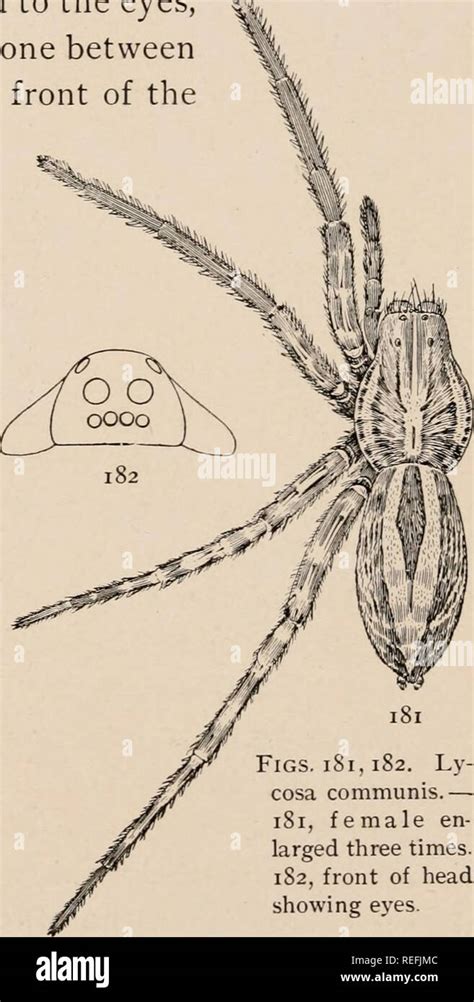 Usa Spider Identification