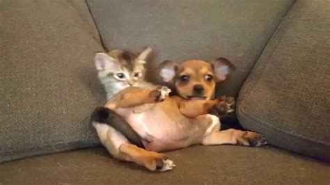 Puppy And Kitten Playing Youtube