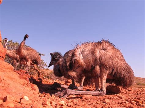 Emus Australia Stock Photo Image Of Nature Ostrich 65770420