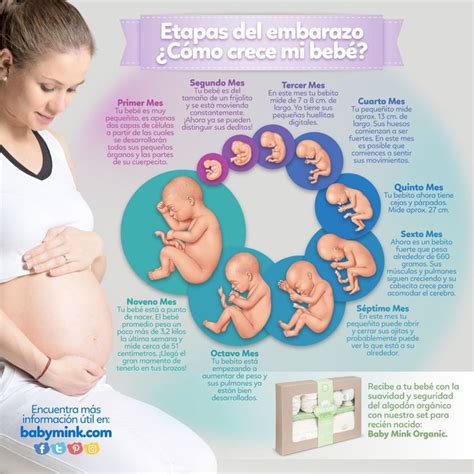 Pin De Gabriela Estefania En Mam Desarrollo Del Embarazo S Ntomas