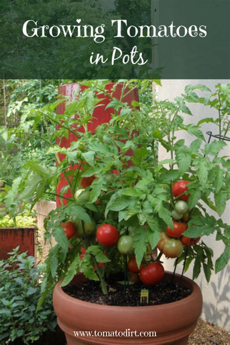 How Much Room Does A Tomato Plant Need To Grow