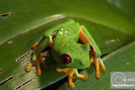 Red Eyed Tree Frog Agalychnis Callidryas Stock Photo