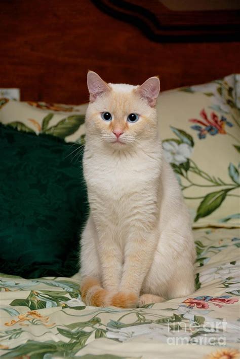 Short Hair Red Point Siamese Cute Cats Pretty Cats Siamese Cats