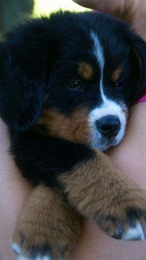 Bernese Mountain Dog Best Puppies Puppies And Kitties Cute Puppies