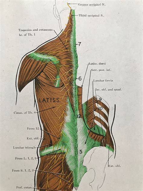 1942 Superficial Muscles And Nerves Of The Back Original Vintage Print