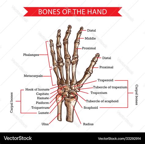 Hand And Wrist Bones Human Anatomy Sketch Vector Image