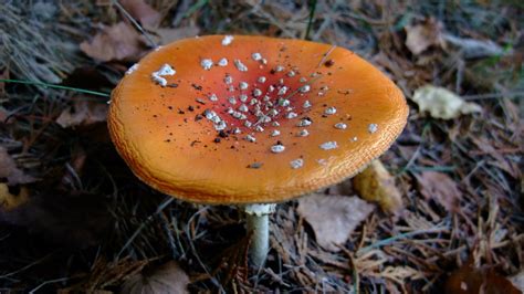 Types Of Psychedelic Mushrooms And When They Grow Wsmbmp
