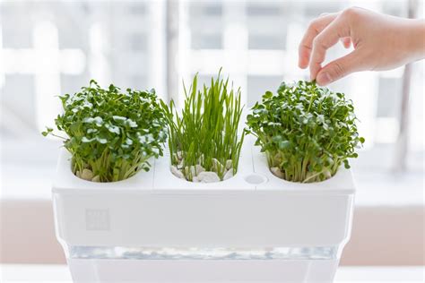 The Best Plants To Grow In Aquaponics Systems Back To The Roots Blog