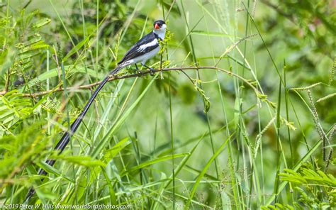 Whydah Pin Tailed Vidua Macroura Male Kruger South Africa World