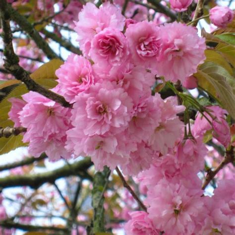 With its short height and pretty flowers. Japanese Flowering Cherry (Kwanzan)