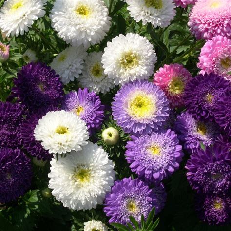 Aster Seeds Powderpuff Mixed Colors Shopee Philippines