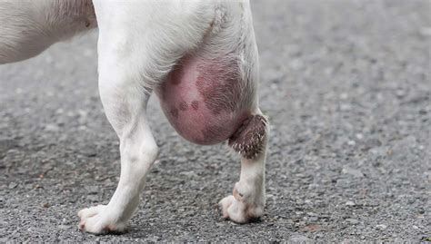What Do Cancer Lumps Look Like On Dogs