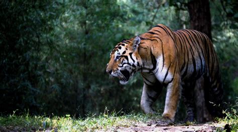 International Tiger Day Mamata Banerjee Expresses Pride In Bengals