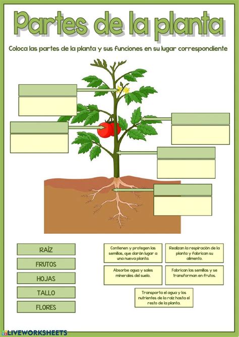A Poster Showing The Parts Of A Plant With Pictures On It And Words In