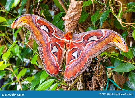 Zsl Butterfly Paradise London Zoo Attacus Atlas Atlas Moth Stock
