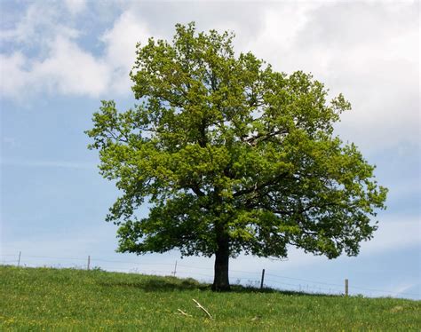 Trees Planet Quercus Robur Pedunculate Oak English Oak