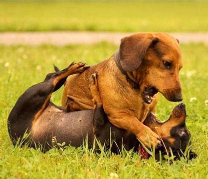 5 gambar hewan persilangan ini kocak abis, bikin ketawa. Gambar hewan hewan lucu | dulayex blog