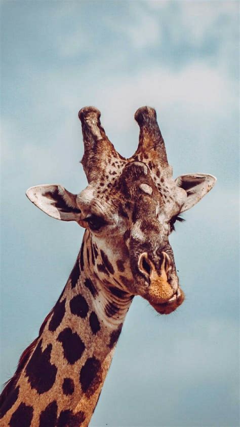 giraffe giraffe wallpaper animals