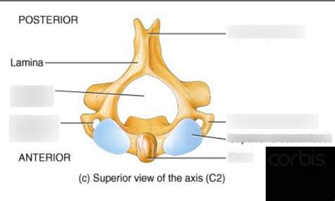 Atlas And Axis Cervical Vertebrae Diagram Quizlet