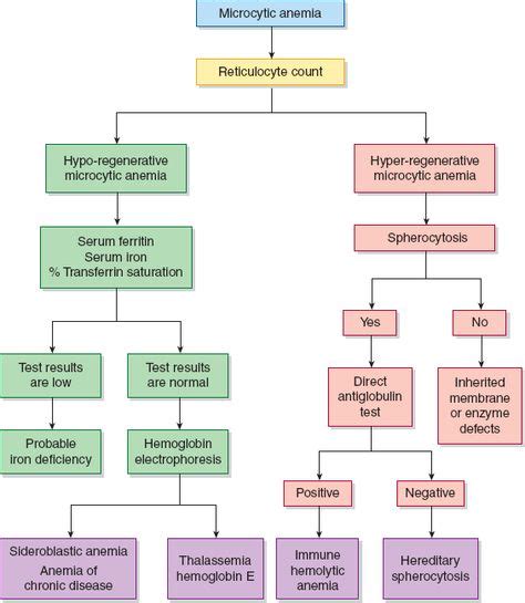 Microcytic Anemia Algorithm Mlt Medical Laboratory Science
