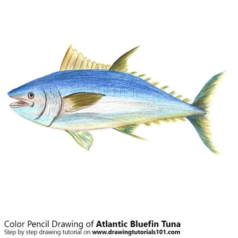 How To Draw An Atlantic Bluefin Tuna Fishes Step By Step