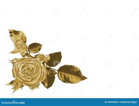 Gold Rose Stock Photo Image Of Flora Jewelry Roses 96026468