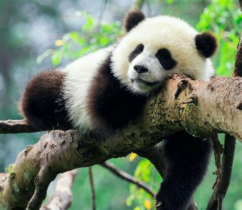 Pin De Erica Mesquita En Ursos Panda Lindo Panda Bebe Osos Panda
