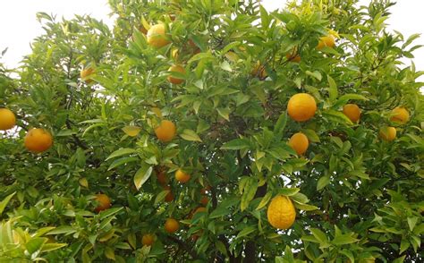How To Grow An Orange Tree From Seed Garden How
