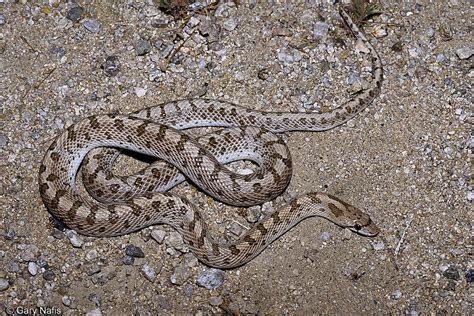 Mohave Glossy Snake Arizona Elegans Candida