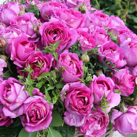 Buy Carmen Würth ® Floribunda Rose Agel Rosen