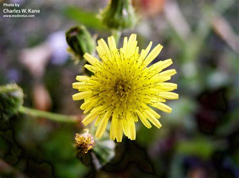 Sonchus Asper Spiny Sow Thistle Edible Uses Charles W Kane
