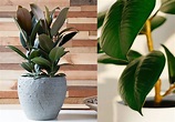 10 Plantas de Interior Fáciles de Cuidar - Amigos de la Jardinería