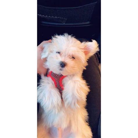 Pure Bred Clean And White Maltese Puppy Las Vegas Puppies For Sale Near Me