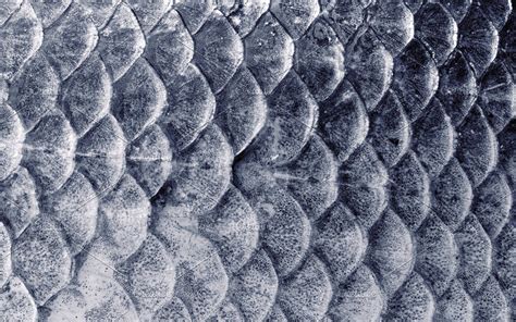 Download Wallpapers Fish Scales Texture Fish Skin Scales Background
