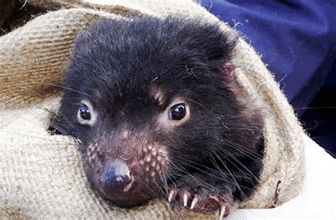 Genetic Mutation Drives Tumor Regression In Tasmanian Devils Wsu