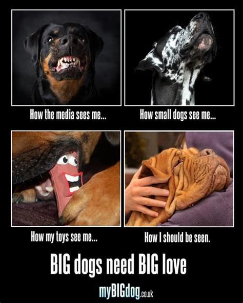 Big Dog Memes