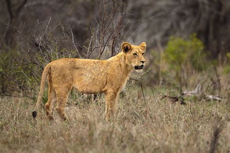 Lioness Animal Safari Free Photo On Pixabay Pixabay