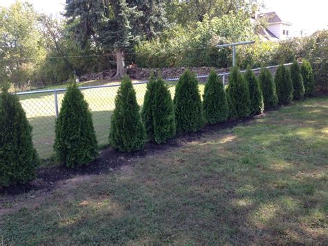 How To Plant Emerald Green Arborvitae Privacy Trees Distance Etc