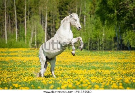 Beautiful White Horse Rearing On Field Stock Photo 241365580 Shutterstock